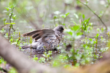 Turdus pilaris, Fieldfare.