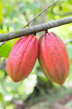 Cocoa pod on the tree