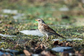 Turdus pilaris, Fieldfare.