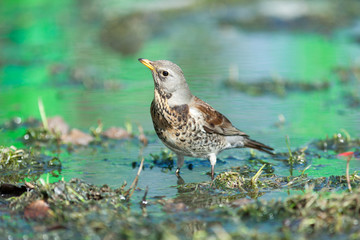 Turdus pilaris, Fieldfare.