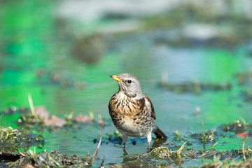 Turdus pilaris, Fieldfare.