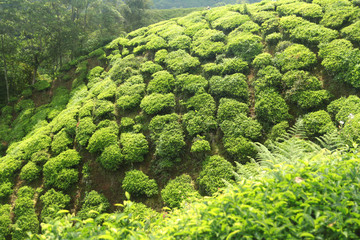 green tea plantations