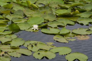 Белый цветок кувшинки на озере