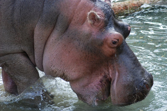 Hippopotamus Drinking