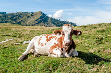Fototapeta na wymiar Close Up of a resting Cow