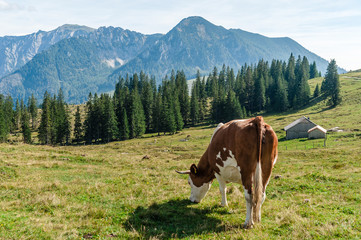 Fototapeta na wymiar Cow grazing in the alps