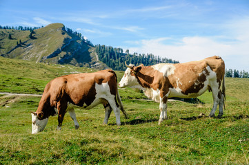 Naklejka na ściany i meble Two cows in the austrian alps