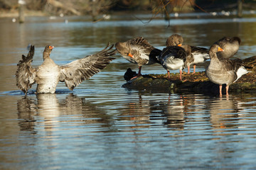 Greylag Goose, Anser anser