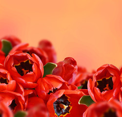 Tulip flowers background