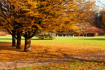 Autumn colorful trees in park