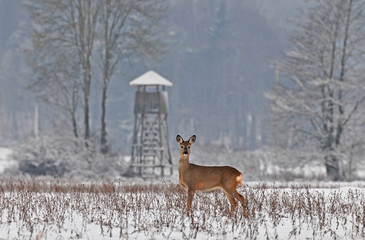 Obraz premium Roe deer in winter with hunting tower in the background