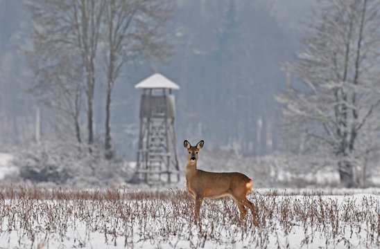 Roe Deer In Winter With Hunting Tower In The Background