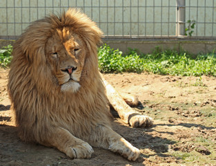 Female lion lying in the zoo