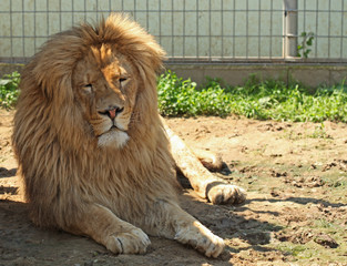 Obraz premium Female lion lying in the zoo