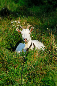 animal, country, countryside, farm, goat, grass, green