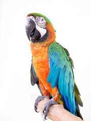 macaw bird