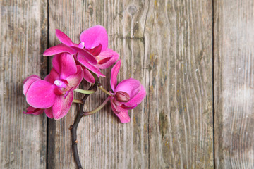 Pink orchid(Phalaenopsis )