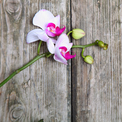 Pink orchid(Phalaenopsis )