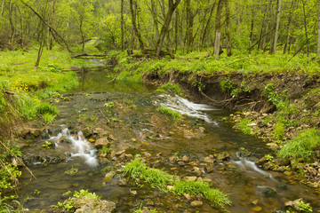 Creek In Woods
