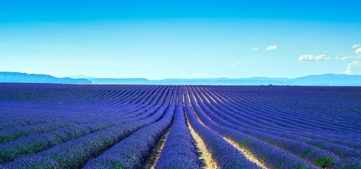 Fototapeta na wymiar Lavender flower blooming fields endless rows. Panoramic view Val