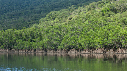 Lush green mangrove jungle river, Okinawa, Japan