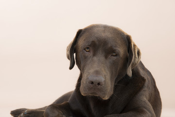 Cocolate Labrador lying on the ground in a studio.