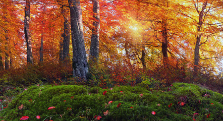 Golden alpine forests