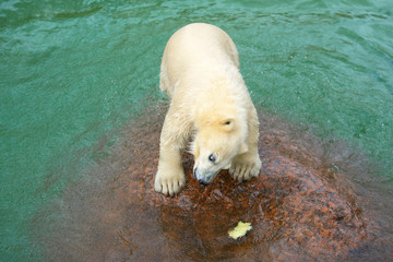 Funny polar bear cub and water-melon crust