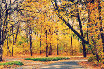 Fototapeta premium Beautiful autumn trees in park