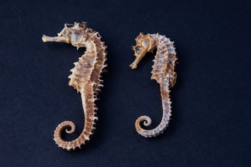 seahorse