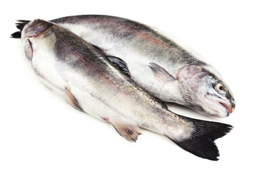 Fresh fish isolated on white