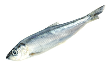 Fresh fish isolated on white