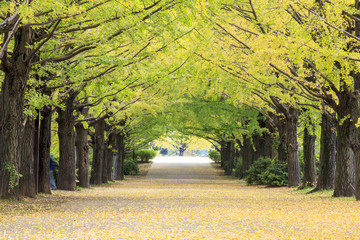 Fototapeta premium beautiful Ginkgo along the lenght of the street