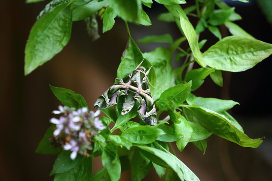 Camouflage Butterfly, Samut Sakhon, Thailand