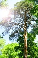 Fototapeta premium Beautiful trees in forest