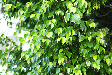 Fototapeta na wymiar Green leaves on tree, close-up