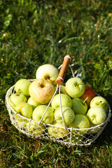 Ripe apples in basket on grass