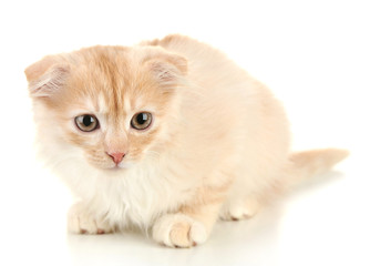 Cute little Scottish fold kitten, isolated on white