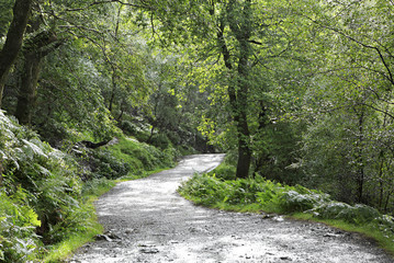 Obraz premium Rain in the forest.