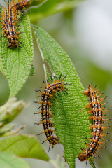 Nature of the worm