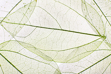 Fond de feuilles de squelette décoratif