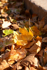 Beautiful autumn leaves