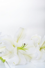 Obraz na płótnie Canvas Beautiful lily isolated on white