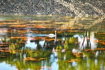 内堀通りから見た皇居のお堀を泳ぐ白鳥