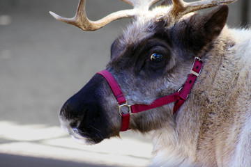 Close-up of a Reindeer