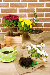 Flowers in pot, potting soil, watering can and plants