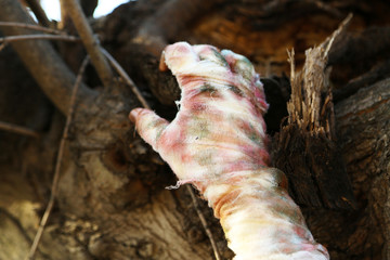 Hand of mummy outdoors