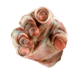 Hand of mummy isolated on white