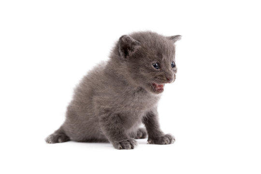 Image of cute gray kitten meows