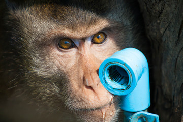 Monkey drinking water from waterwork pipe